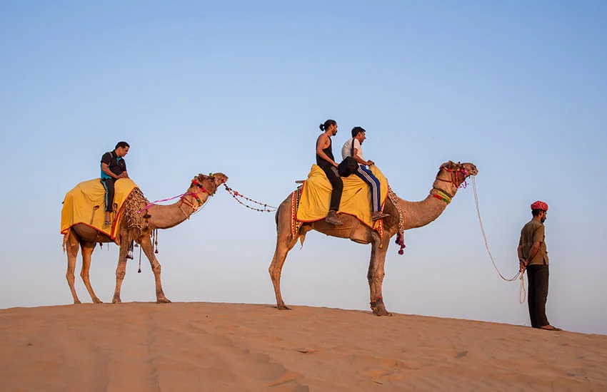 Camel Safari